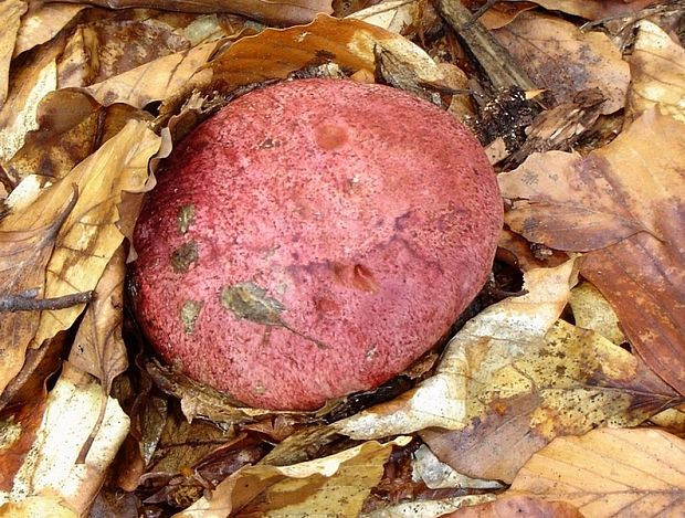 hríb kráľovský Butyriboletus regius (Krombh.) D. Arora & J.L. Frank