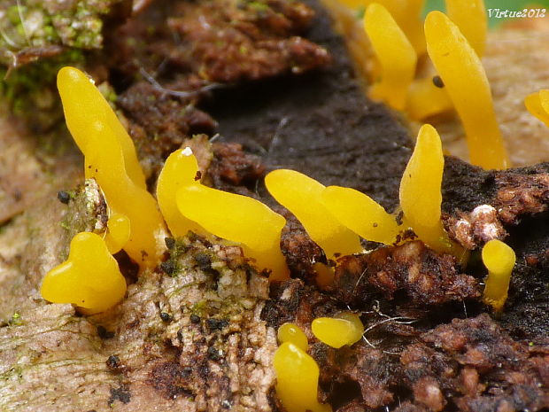 parôžkovec malý Calocera cornea (Fr.) Loud.