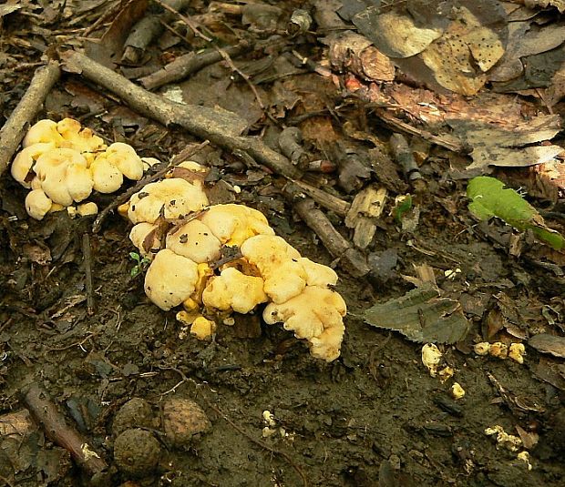 kuriatko Cantharellus sp.