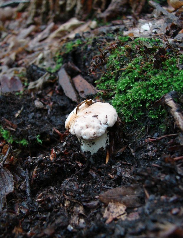 kuriatko Cantharellus sp.