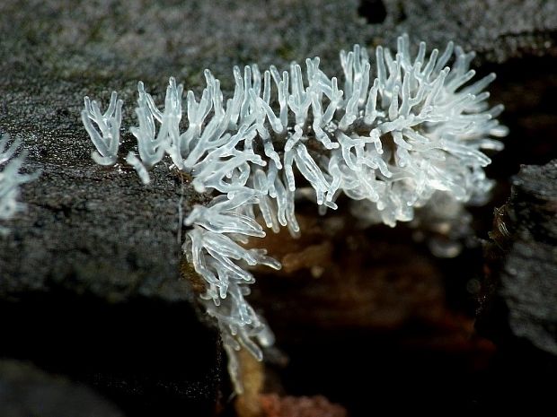 rohačka kríčkovitá Ceratiomyxa fruticulosa var. fruticulosa (O.F. Müll.) T. Macbr