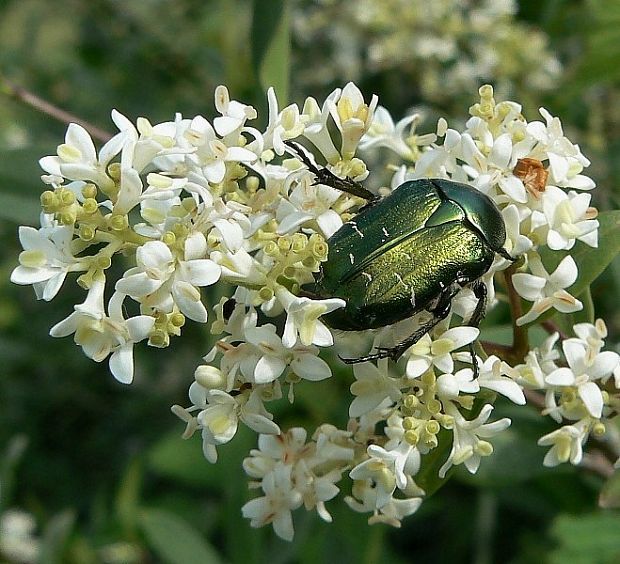 zlatoň obyčajný Cetonia aurata