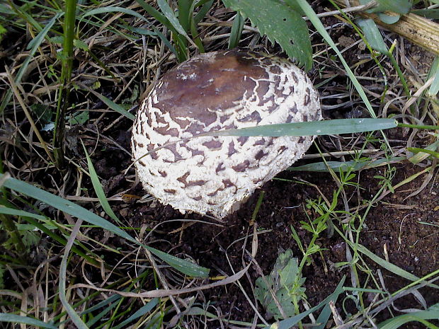 bedľa červenejúca Chlorophyllum rachodes (Vittad.) Vellinga