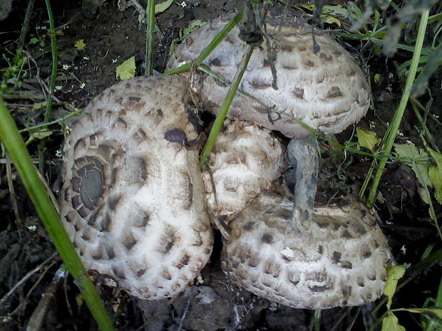 bedľa červenejúca Chlorophyllum rachodes (Vittad.) Vellinga