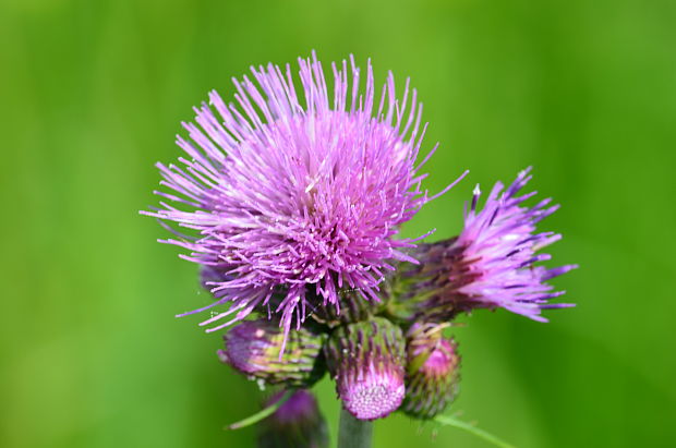 pichliač potočný Cirsium rivulare (Jacq.) All.