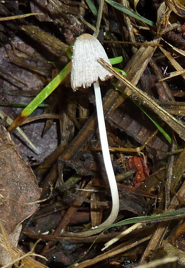 hnojník vločkatý Coprinellus cf. flocculosus (DC.) Vilgalys, Hopple & Jacq. Johnson