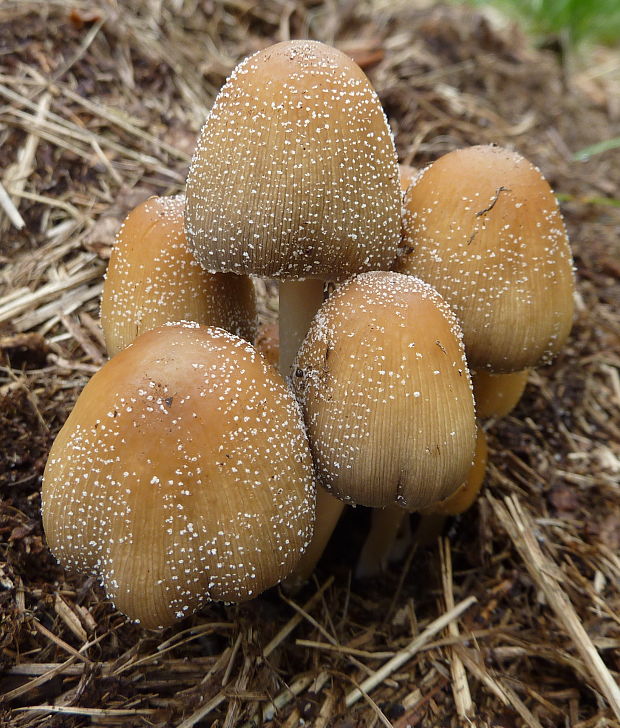 hnojník ligotavý Coprinellus cf. micaceus (Bull.) Vilgalys, Hopple & Jacq. Johnson