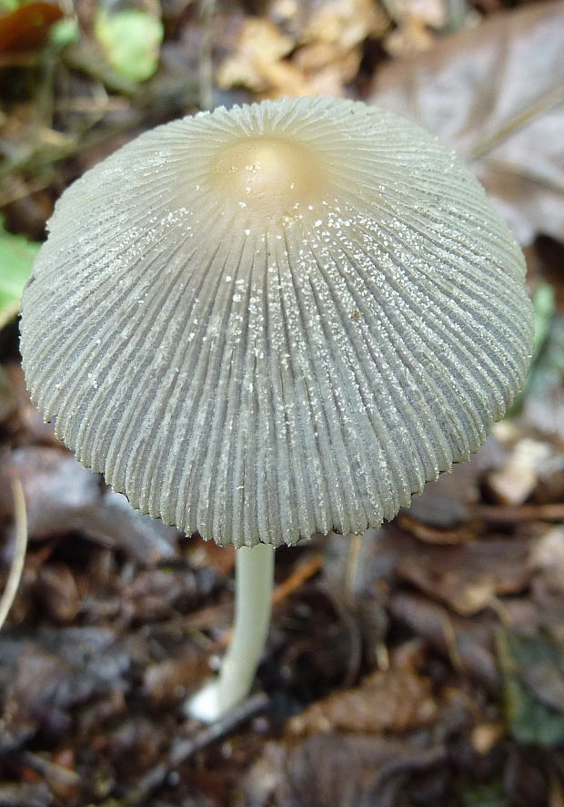 hnojník žltostredový Coprinellus cf. xanthothrix (Romagn.) Vilgalys, Hopple & Jacq. Johnson