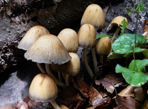 hnojník ligotavý Coprinellus micaceus (Bull.) Vilgalys, Hopple & Jacq. Johnson