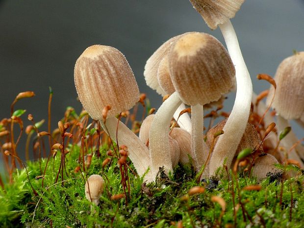 hnojník Coprinus sp.