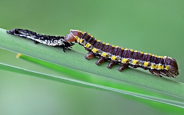 mora mrkvová - húsenica Cucullia lucifuga