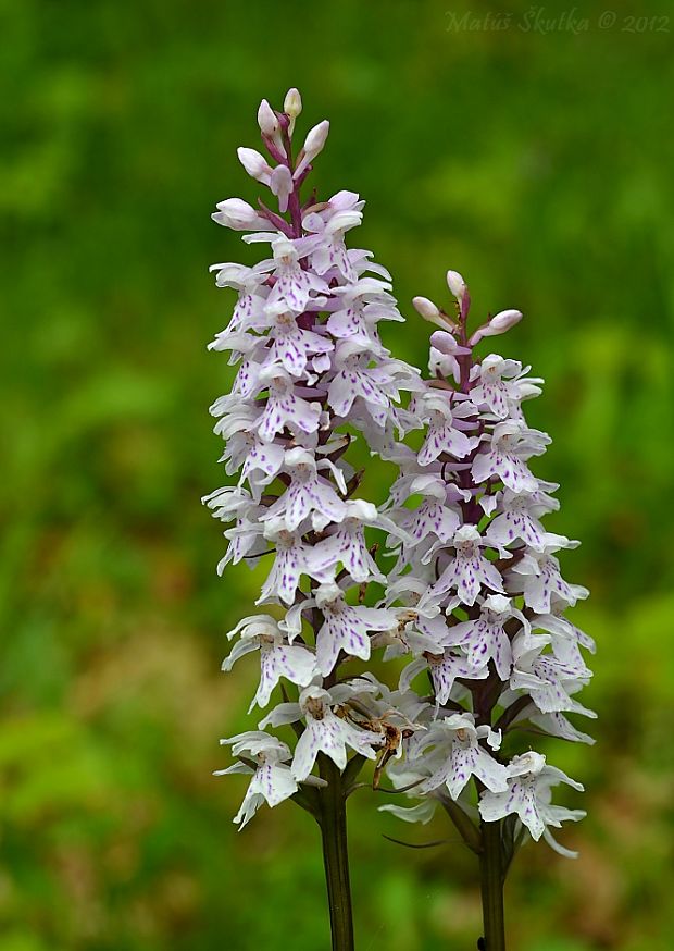 vstavačovec fuchsov soóov Dactylorhiza fuchsii subsp. sooana (Borsos) Borsos