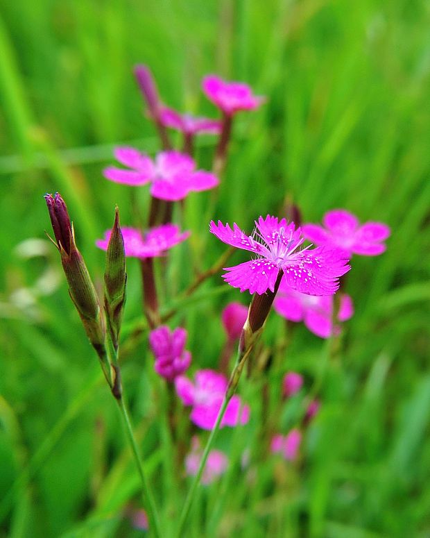 klinček slzičkový Dianthus deltoides L.