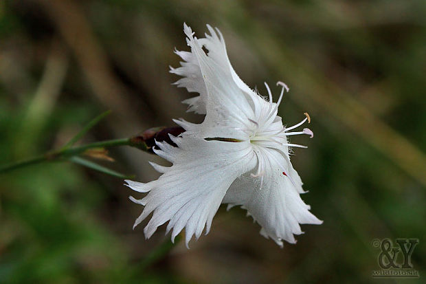 klinček včasný pravý Dianthus praecox subsp. praecox