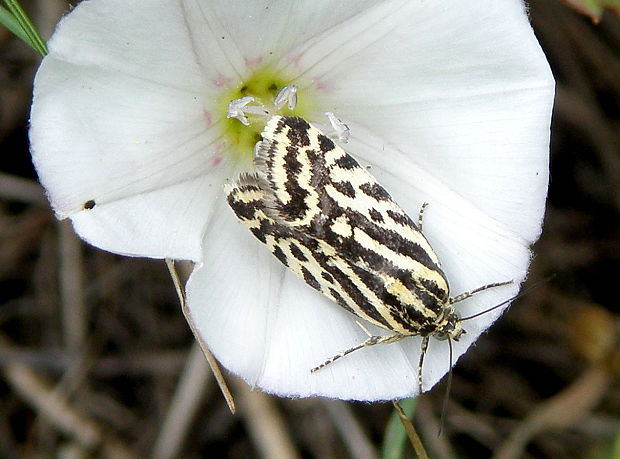 morička pupencová  Emmelia trabealis  Scopoli, 1763