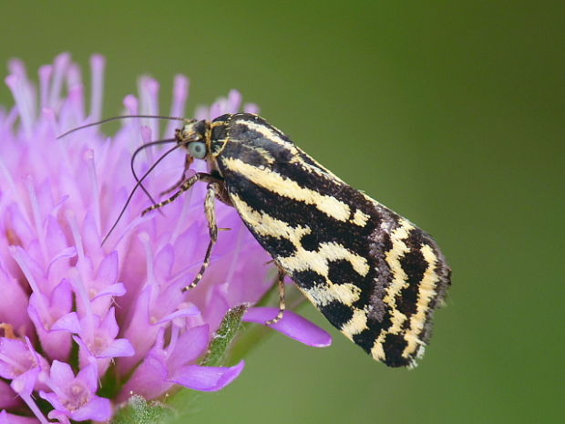 morička pupencová Emmelia trabealis