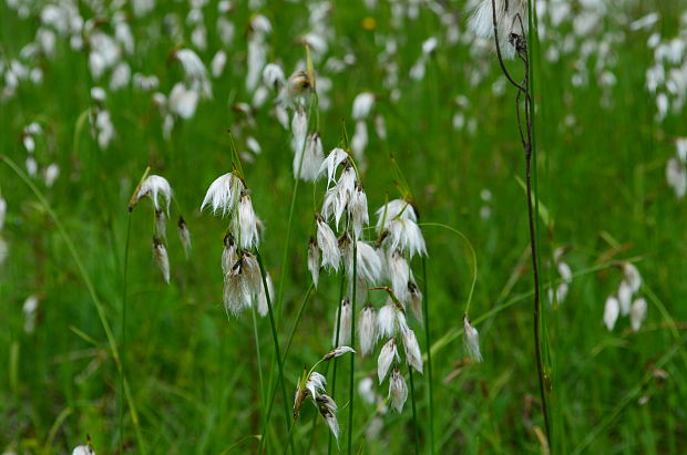 páperník širokolistý Eriophorum latifolium Hoppe