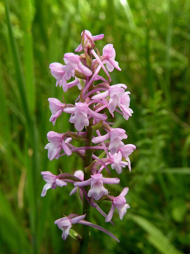 päťprstnica obyčajná Gymnadenia conopsea (L.) R. Br.