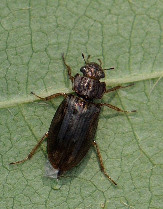 vodomil Helophorus aquaticus