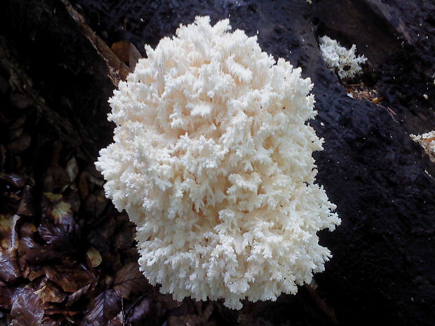 koralovec bukový Hericium coralloides (Scop.) Pers.