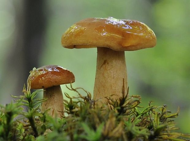 rýdzik Lactarius sp.