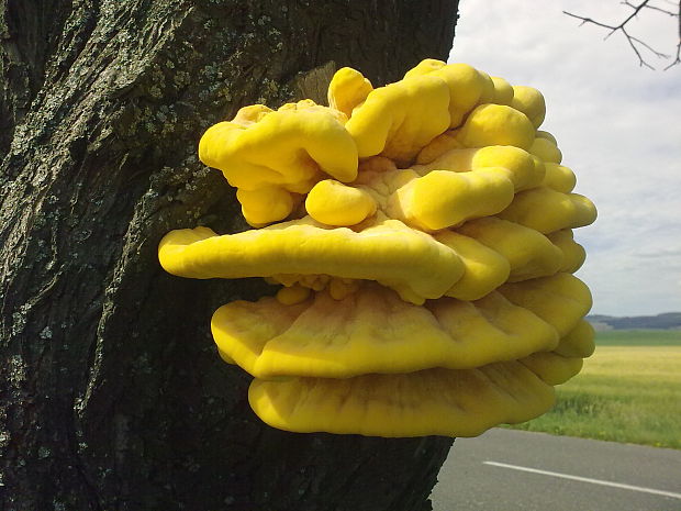 sírovec obyčajný Laetiporus sulphureus (Bull.) Murrill