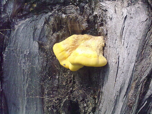 sírovec obyčajný Laetiporus sulphureus (Bull.) Murrill