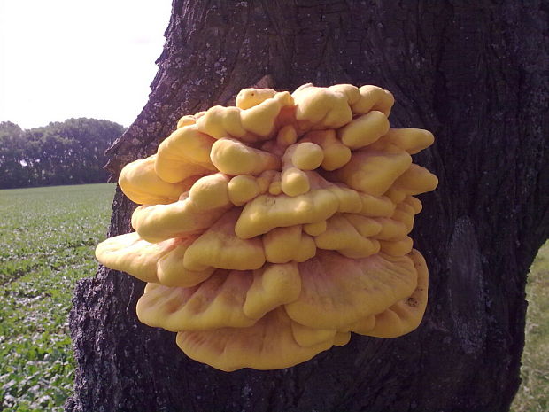 sírovec obyčajný Laetiporus sulphureus (Bull.) Murrill