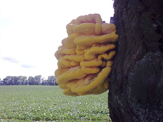 sírovec obyčajný Laetiporus sulphureus (Bull.) Murrill