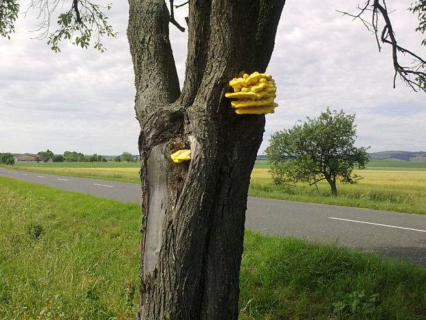 sírovec obyčajný Laetiporus sulphureus (Bull.) Murrill