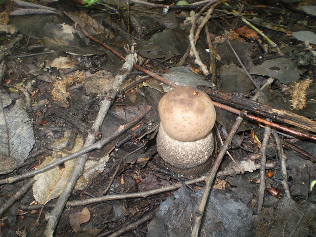 kozák topoľový Leccinum duriusculum (Schulzer ex Kalchbr.) Singer