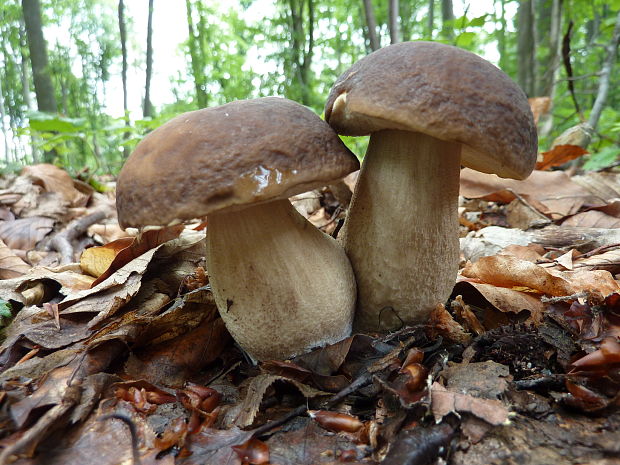 kozák hrabový Leccinum pseudoscabrum (Kallenb.) Šutara