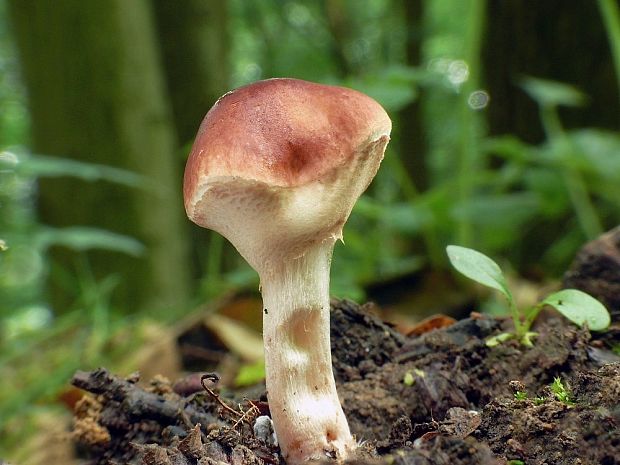 bedlička Lepiota sp.