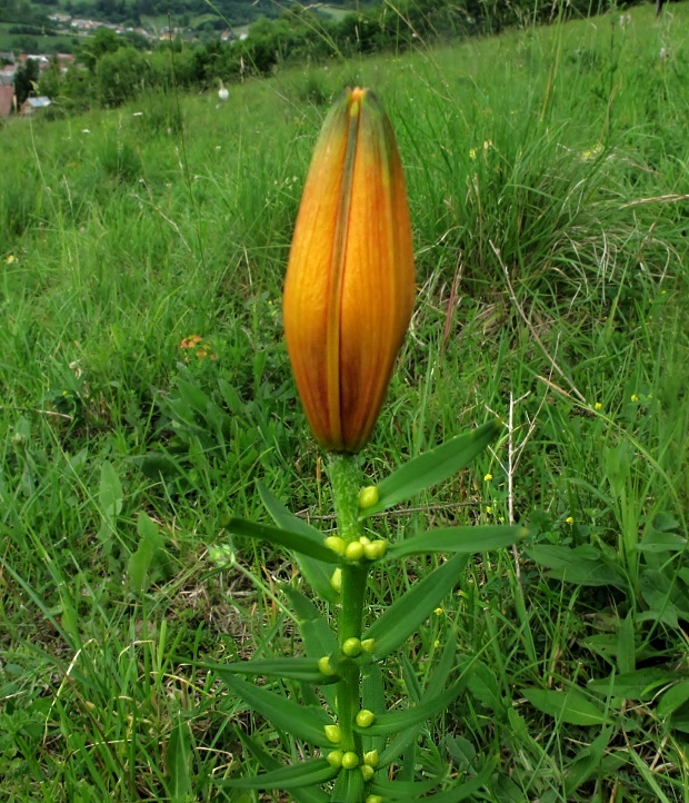 ľalia cibuľkonosná Lilium bulbiferum L.