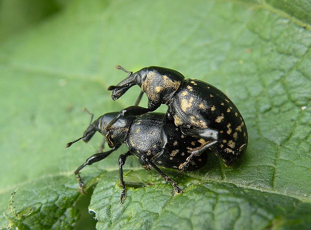 tvdoň deväťsilový Liparus glabrirostris