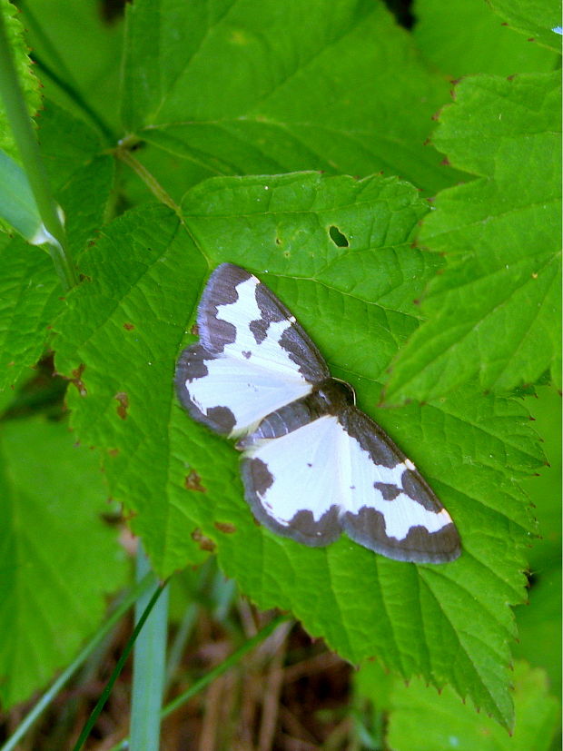 piadivka liesková  Lomaspilis marginata  Linnaeus, 1758