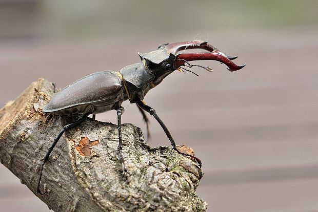 roháč veľký Lucanus cervus