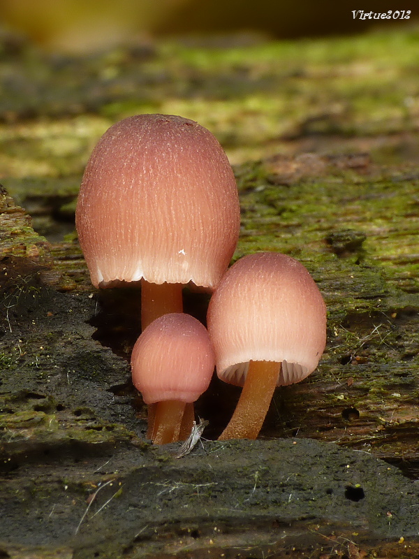 prilbička žltohlúbiková Mycena renati Quél.