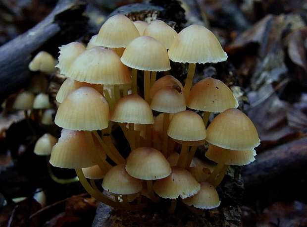 prilbička žltohlúbiková Mycena renati Quél.