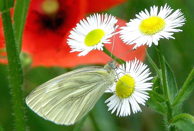 mlynárik repkový Pieris napi  Linnaeus, 1758