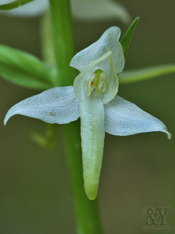 vemenník dvojlistý Platanthera bifolia (L.) Rich.