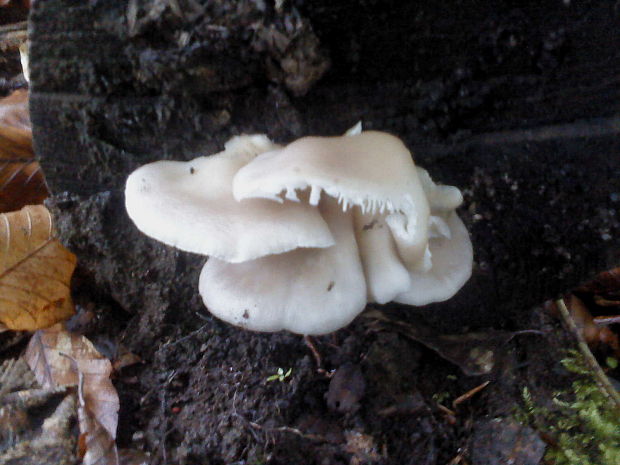 hliva buková Pleurotus pulmonarius (Fr.) Quél.