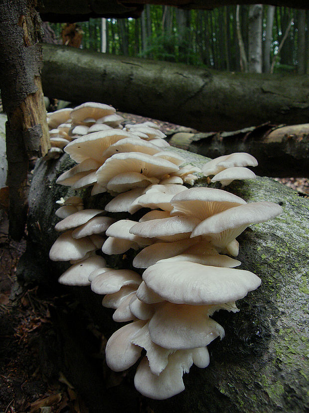 hliva buková Pleurotus pulmonarius (Fr.) Quél.