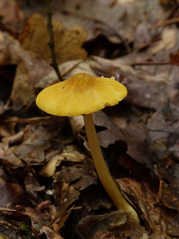 štítovka žltá Pluteus leoninus (Schaeff.) P. Kumm.