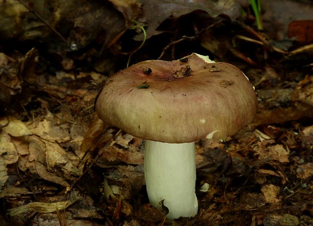 plávka mandľová? Russula vesca? Fr.