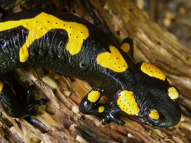 salamandra škvrnitá Salamandra salamandra