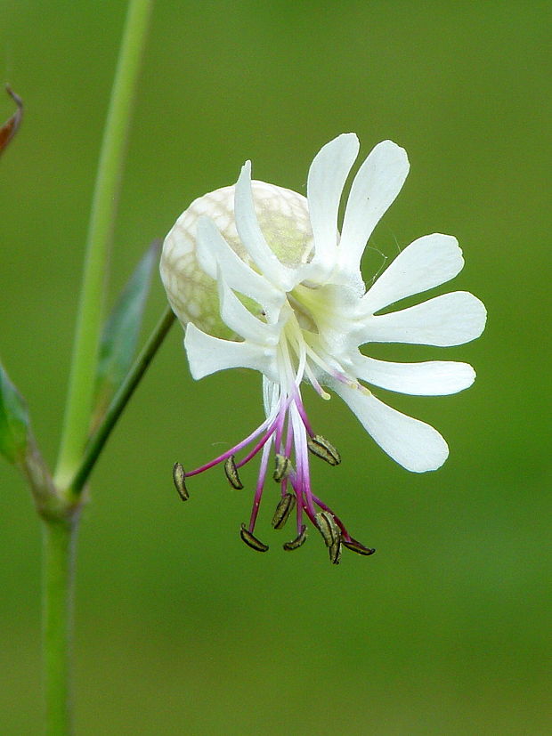 silenka obyčajná Silene vulgaris (Moench) Garcke