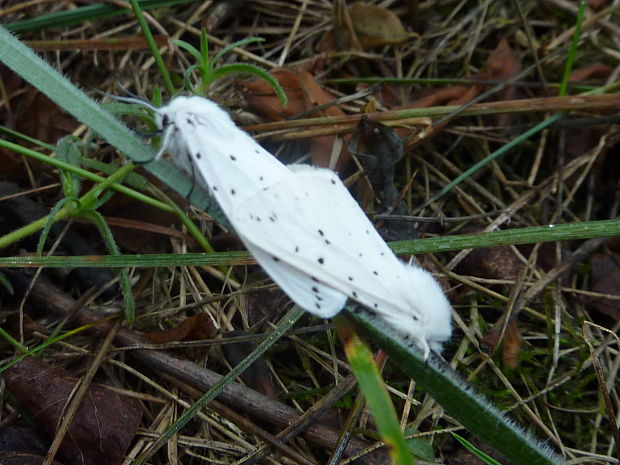 spriadač obyčajný Spilosoma lubricipeda