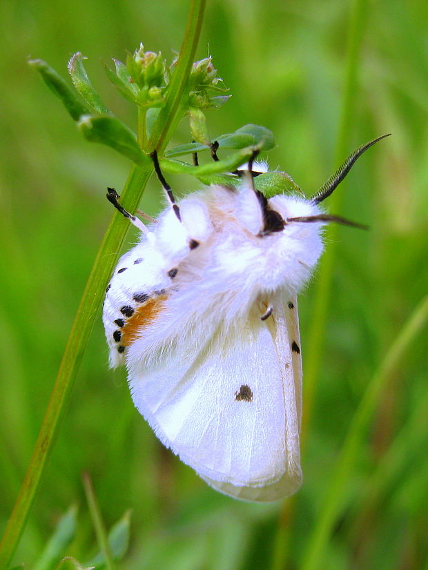 spriadač obyčajný  Spilosoma lubricipeda