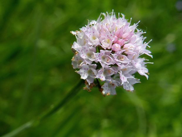 pavstavač hlavatý Traunsteinera globosa (L.) Reichenb.